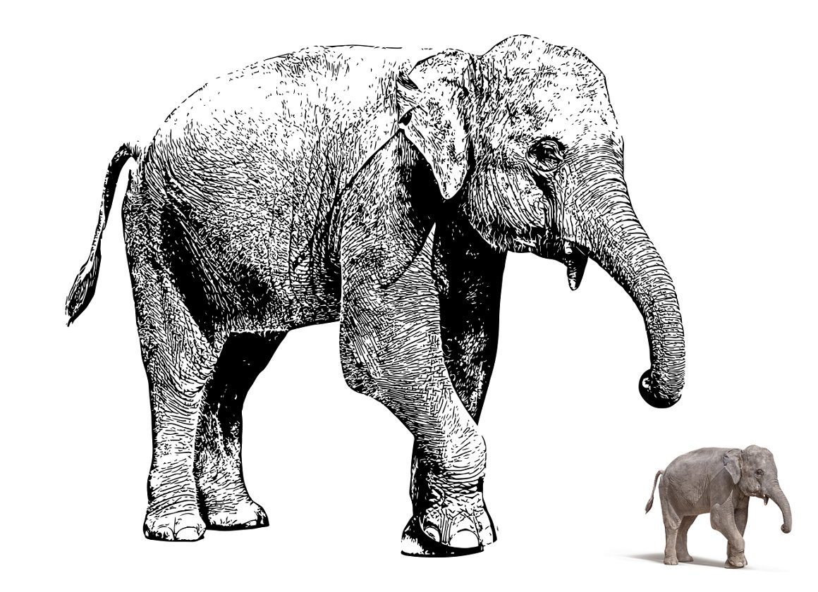 Black and white image of an elephant.