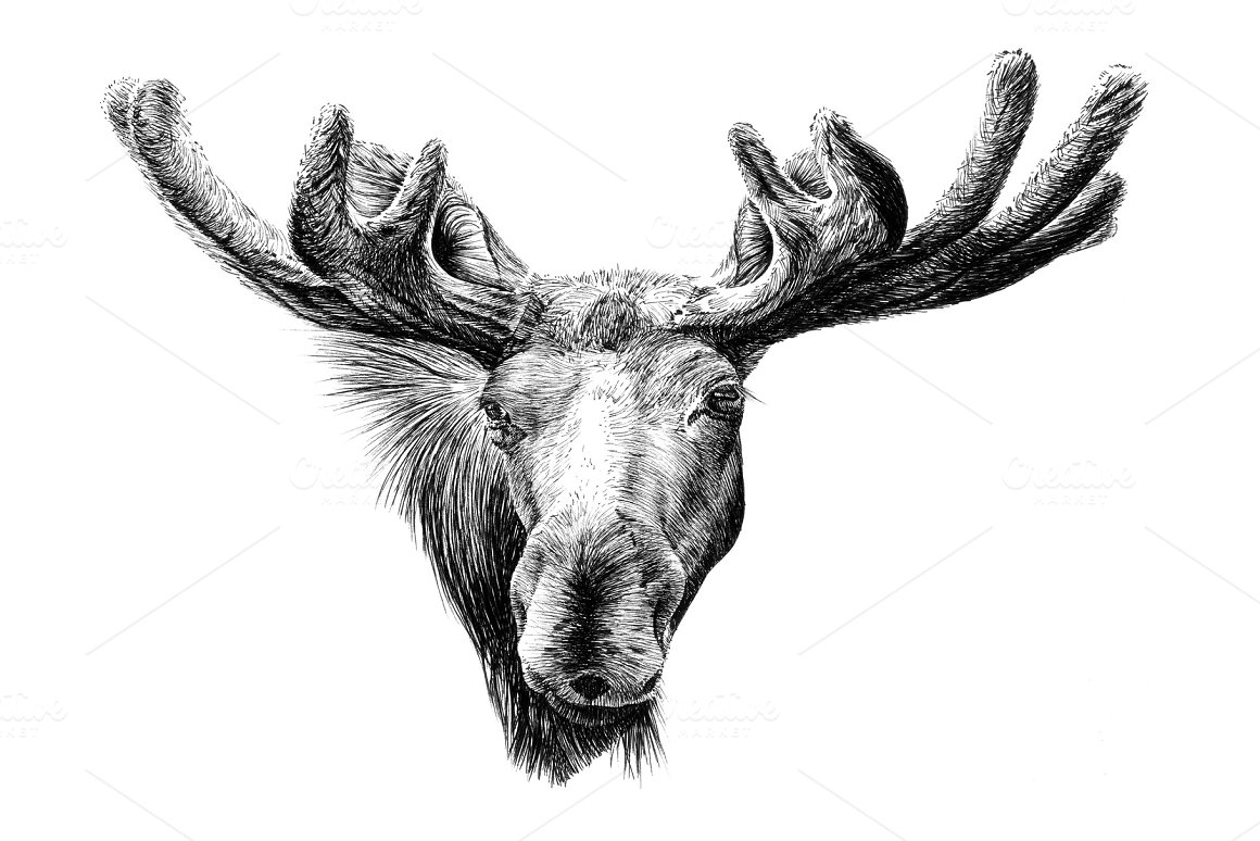 The head of a moose with a gray pencil.