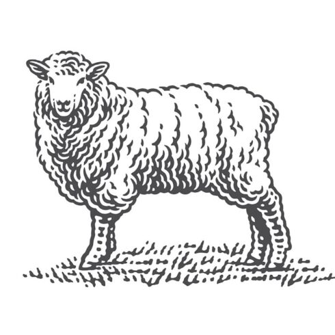 Sheep, main picture.