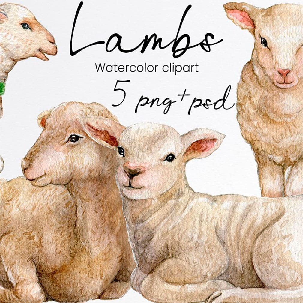 Watercolor lamb sheep clipart, main picture.