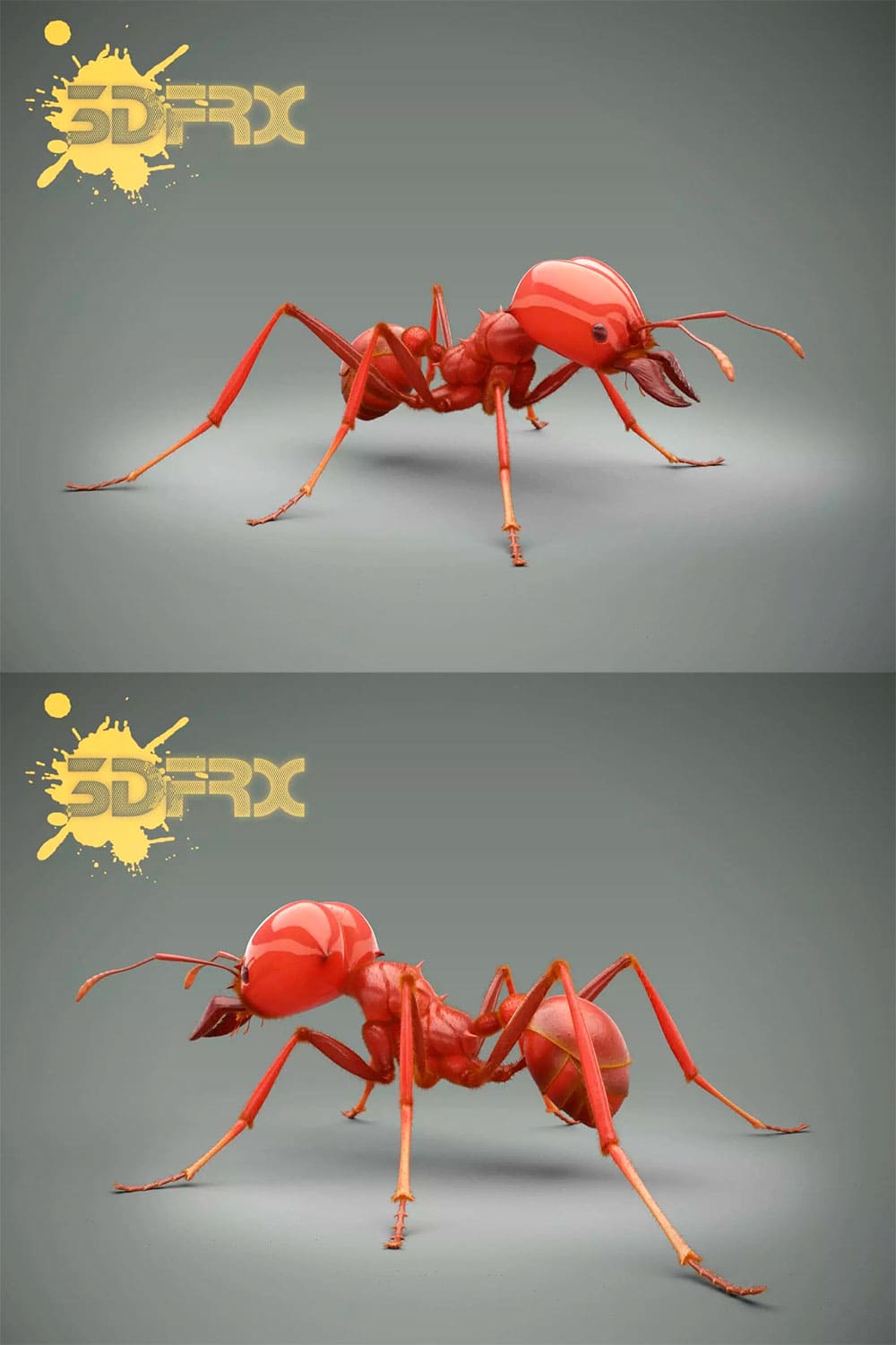 Red ant, picture for pinterest.