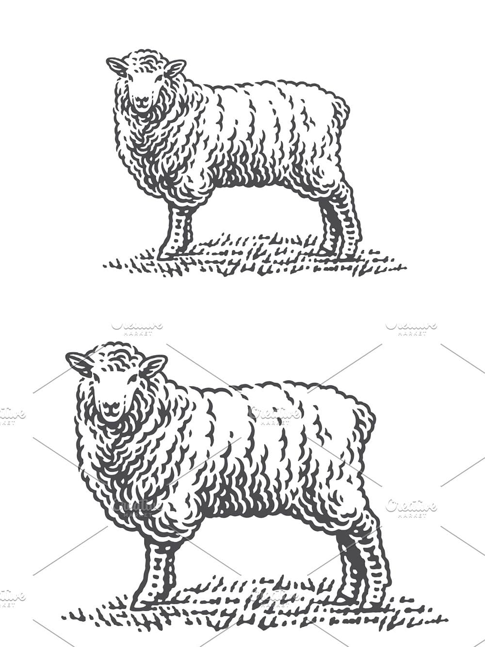 Sheep, picture for pinterest.