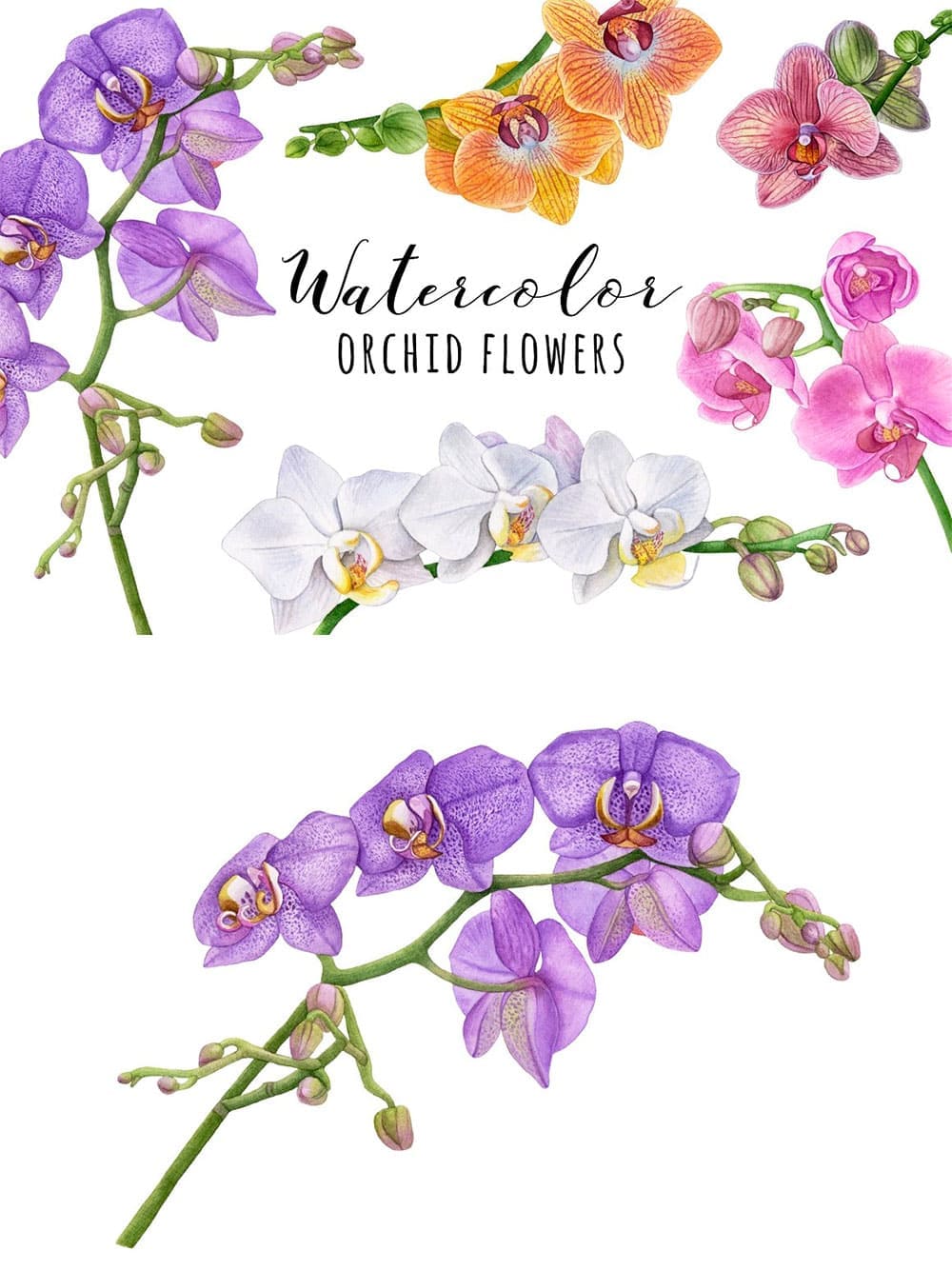Watercolor orchid flowers, picture for pinterest.