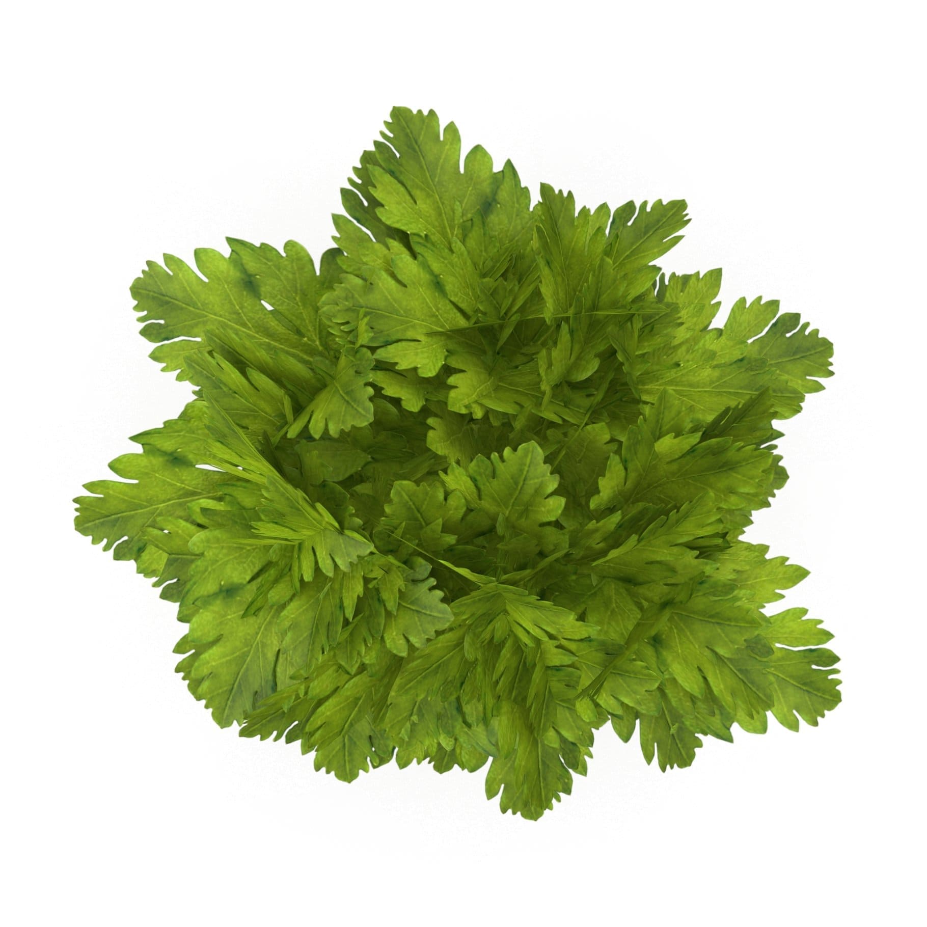 A bunch of celery, just the leaves.