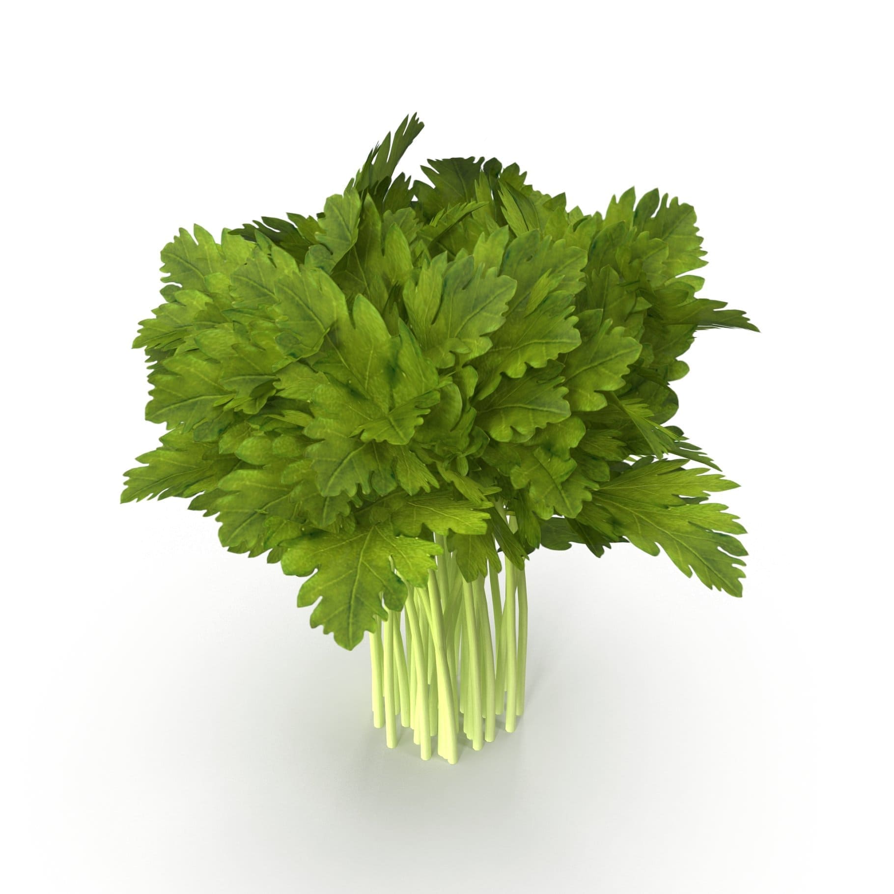 Large celery leaves in a bunch.