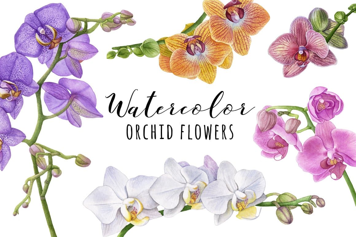 Watercolor orchid flowers.