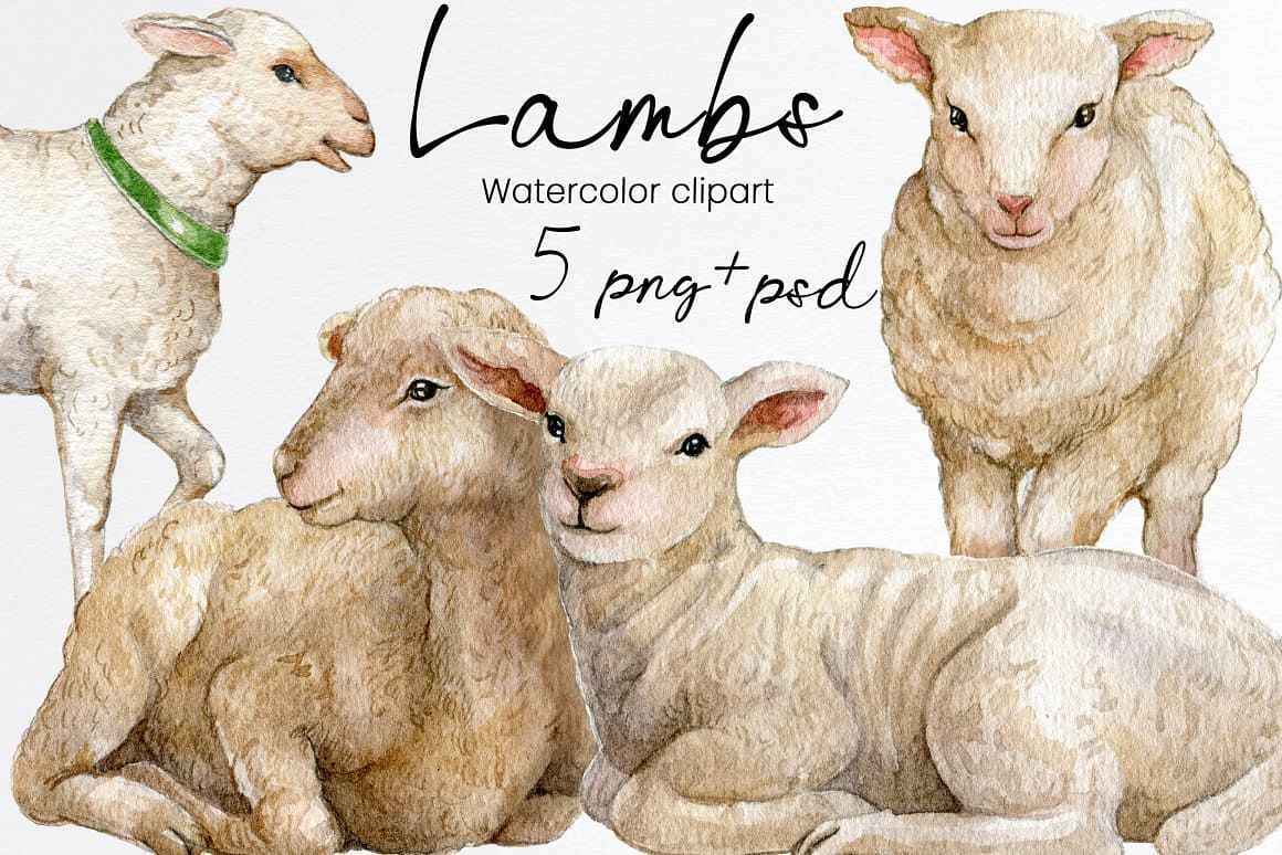 Lambs watercolor clipart.