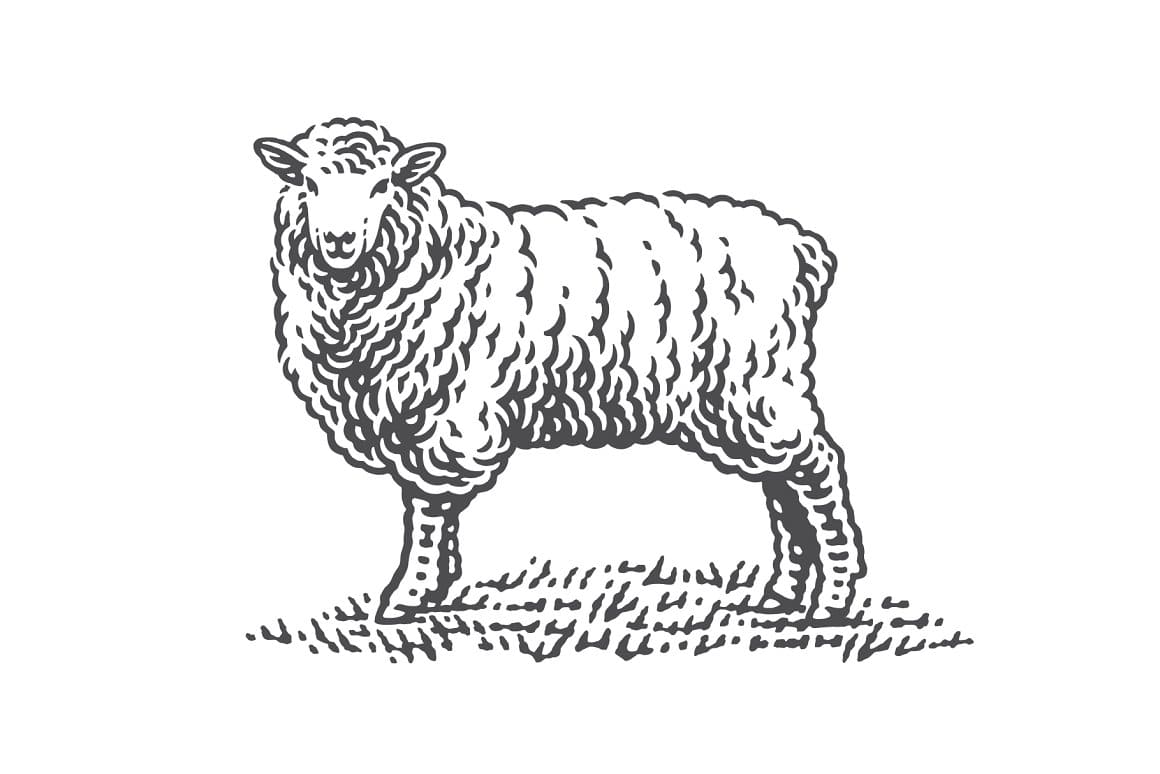 A young sheep with small hooves is drawn on a white background.