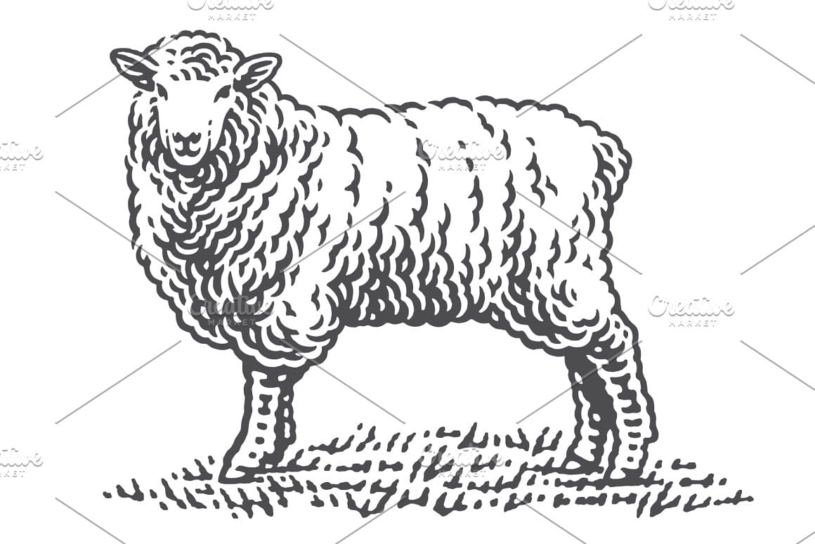 A sheep walking on the grass is drawn in black.