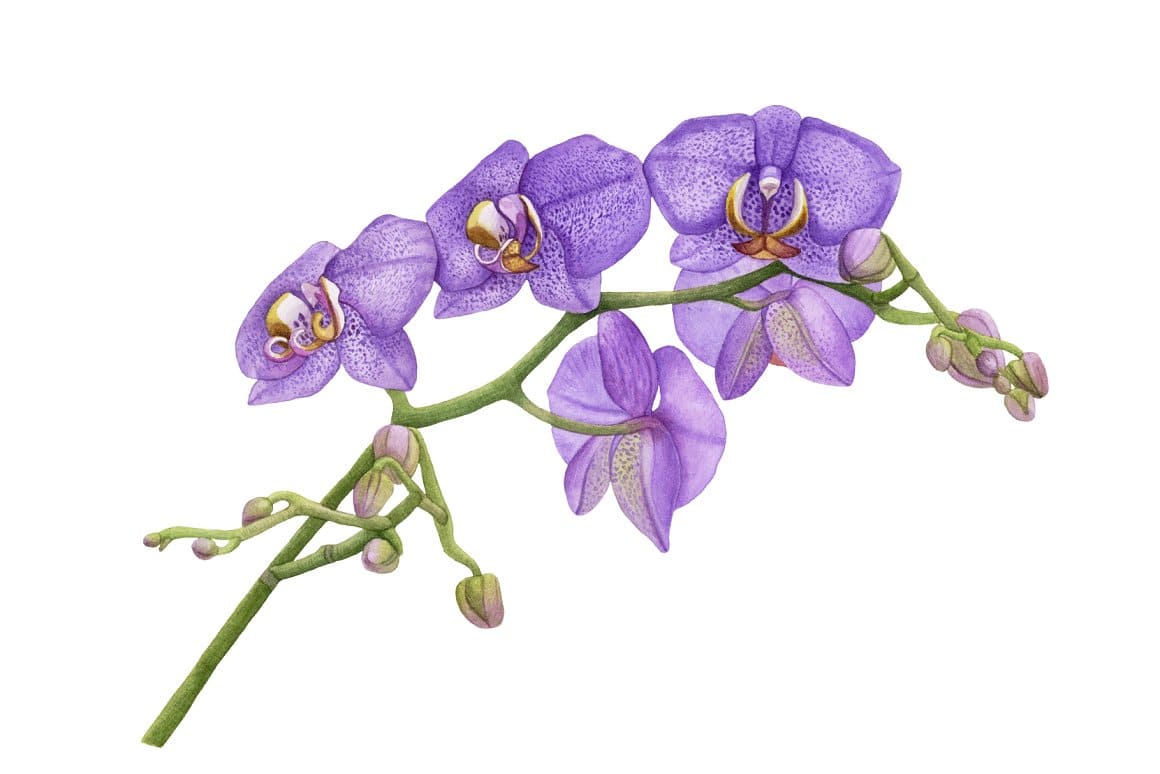 A sprig of purple orchid on a white background.