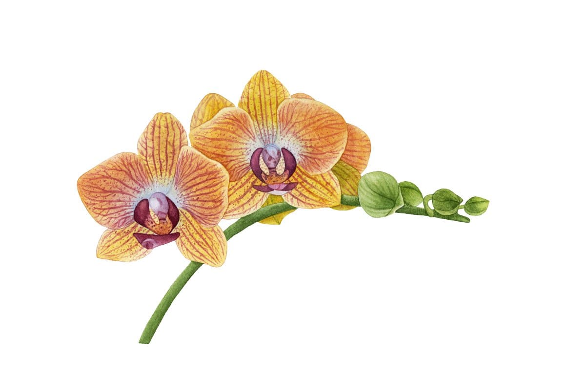 A sprig of yellow orchid with orange splashes.