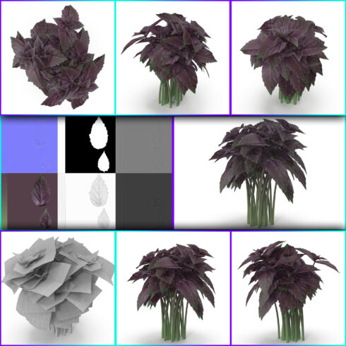 Images preview opal basil bunch.