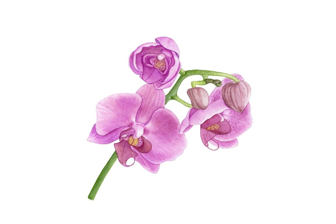 A sprig of pink orchid on a white background.