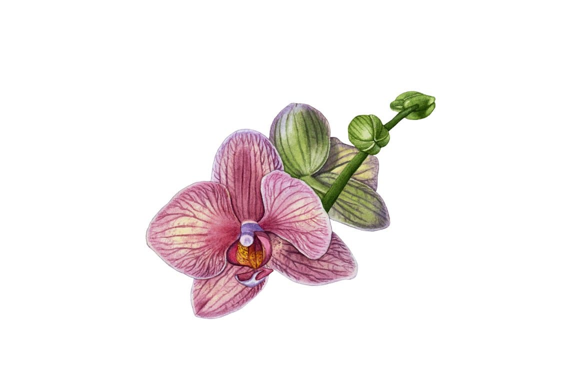 Orchid flower with small buds.
