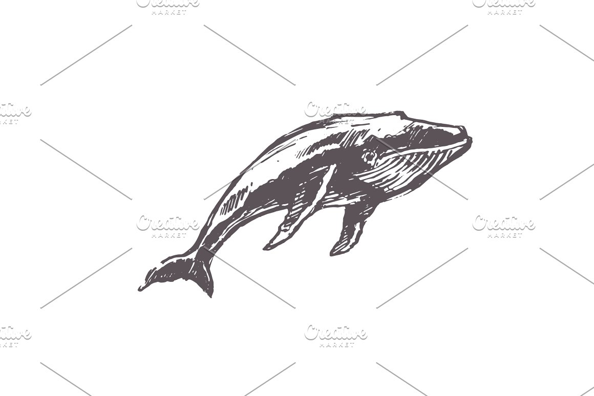 Whales Drawing PNG Transparent Images Free Download  Vector Files  Pngtree