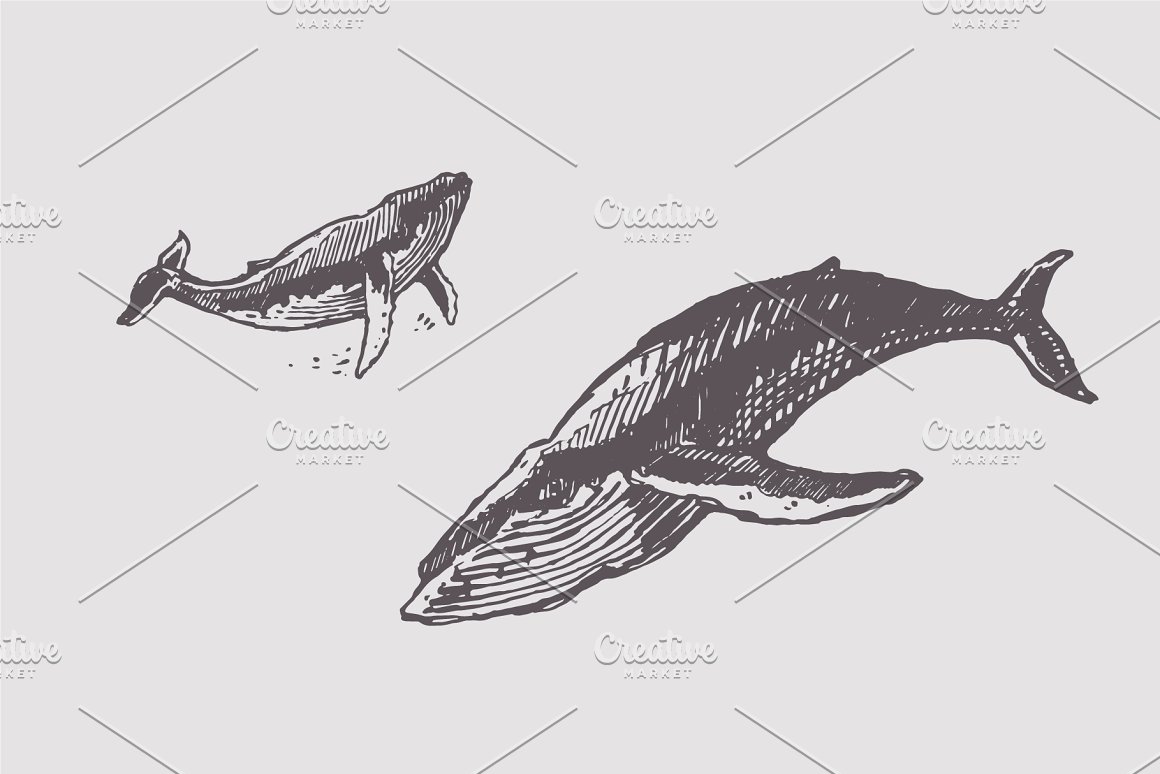 Whale Coloring Pages - Printable - Free Online - Kids Drawing Hub
