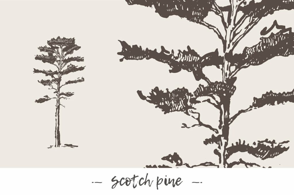 Big Collection Of High Detail Trees – MasterBundles