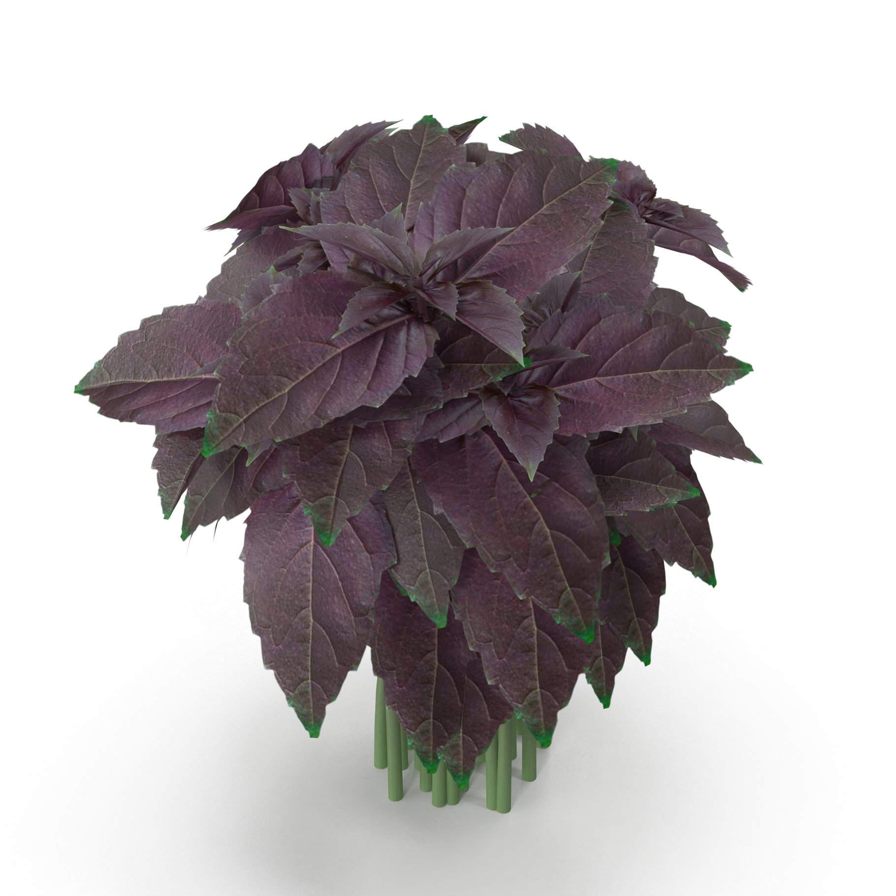 Purple basil leaves.
