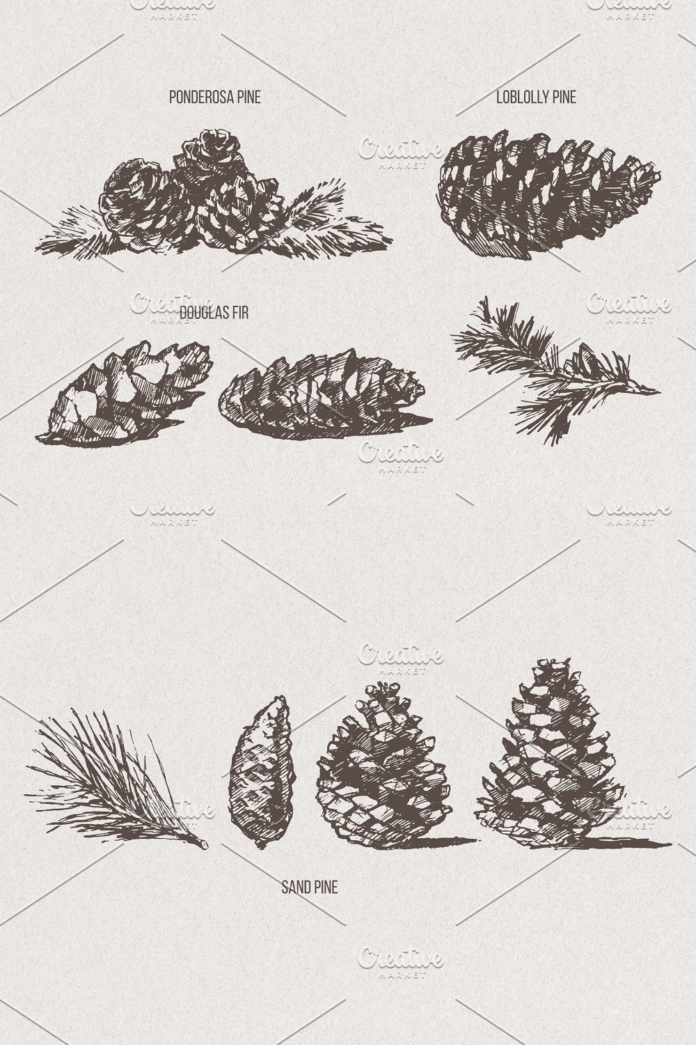 Illustrations pine cones christmas cards of pinterest.