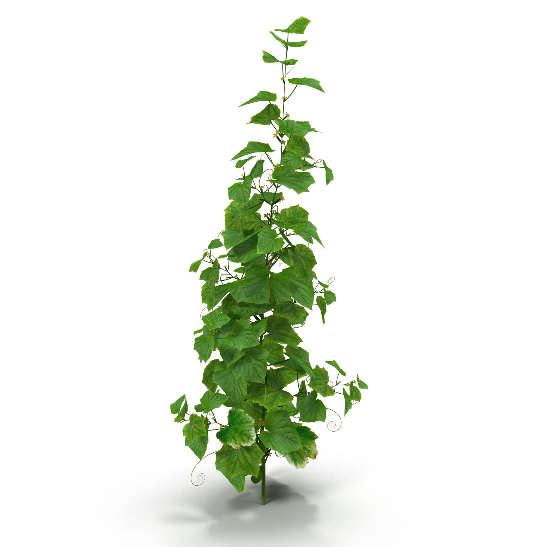 Image of a green plant.