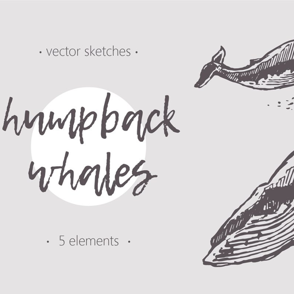 Sketches Of Humpback Whales – MasterBundles