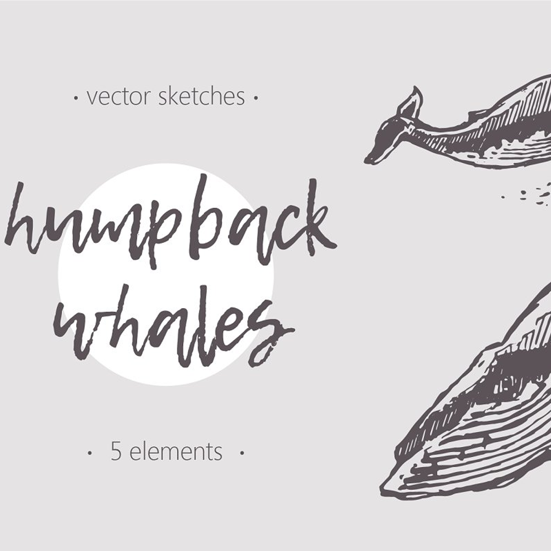 Images preview sketches of humpback whales.
