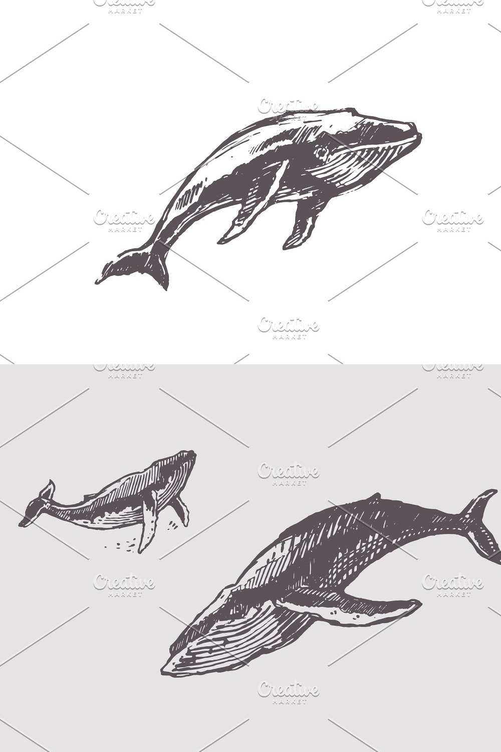 Illustrations sketches of humpback whales pinterest.