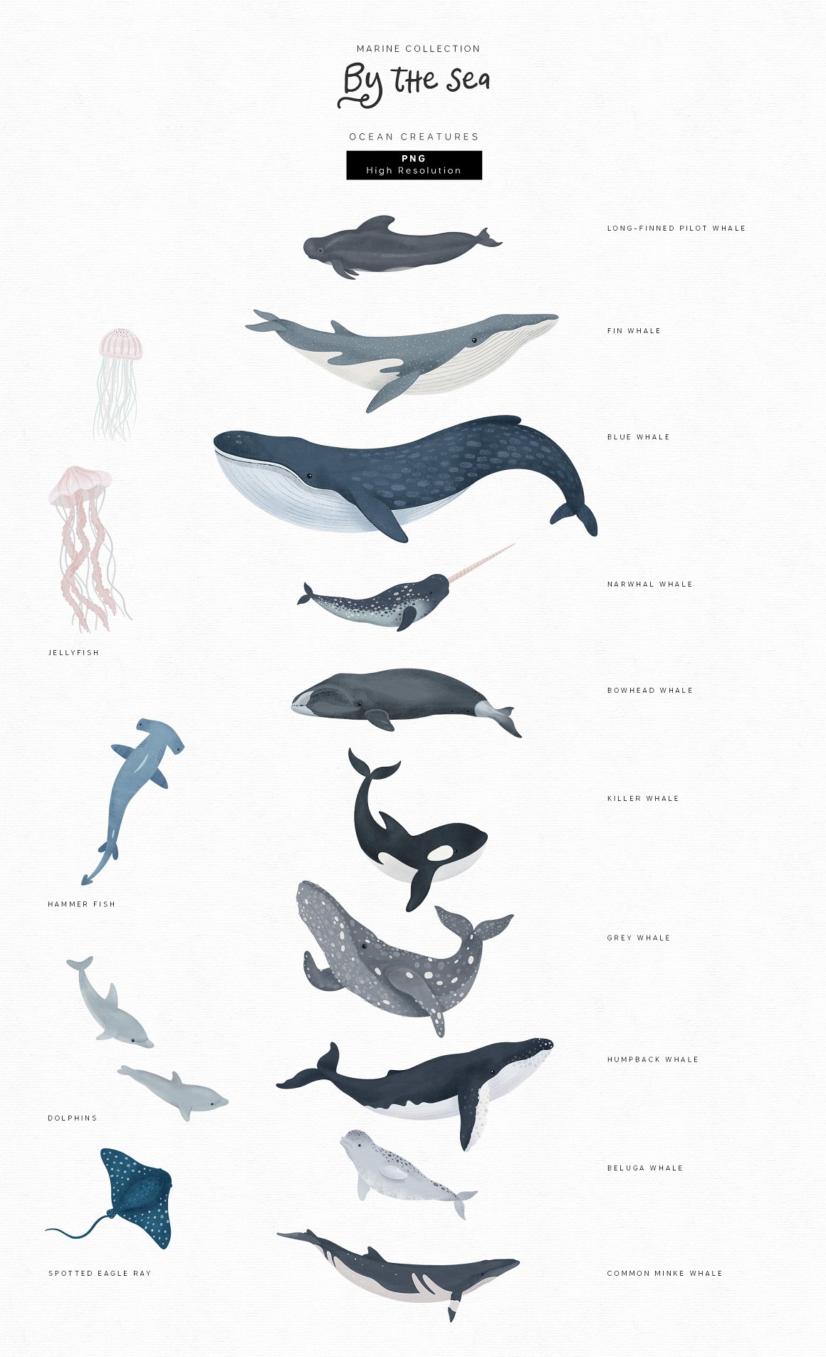 Variants of large marine inhabitants.