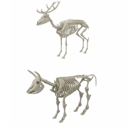 Animal skeleton collection 3d model, main picture.