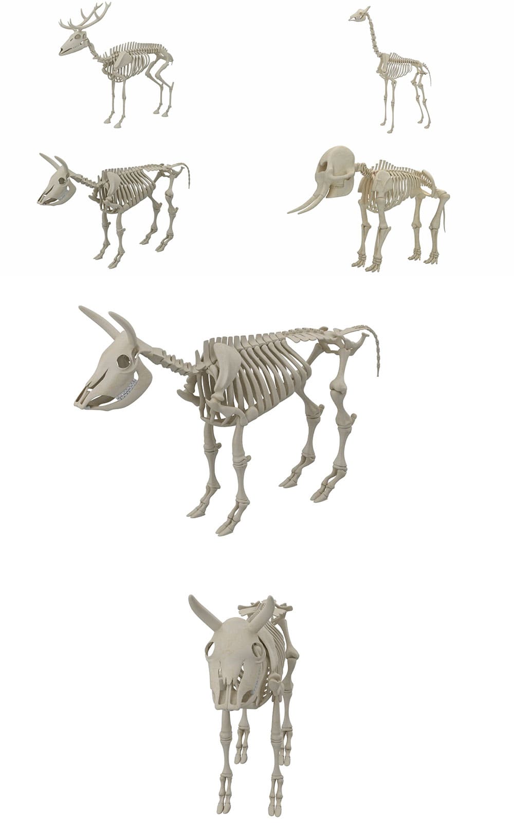 Animal skeleton collection 3d model, picture for pinterest.